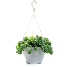 Load image into Gallery viewer, Burro's Tail, 7.5in HB, Sedum Morganianum