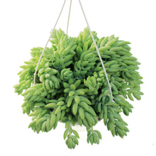 Load image into Gallery viewer, Burro's Tail, 7.5in HB, Sedum Morganianum