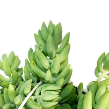 Load image into Gallery viewer, Burro's Tail, 7.5in HB, Sedum Morganianum