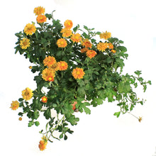 Load image into Gallery viewer, Chrysanthemum, 1 gal, Mammoth Dark Bronze Daisy