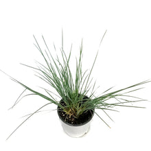 Load image into Gallery viewer, Grass, 1 gal, Helictotrichon Blue Oat