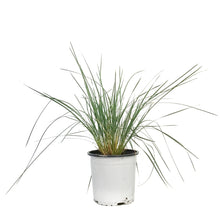 Load image into Gallery viewer, Grass, 1 gal, Helictotrichon Blue Oat