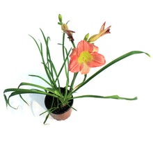 Load image into Gallery viewer, Hemerocallis, 1 gal, Final Touch