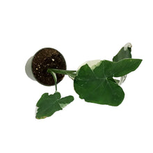 Load image into Gallery viewer, Alocasia, 4in, Mickey Mouse