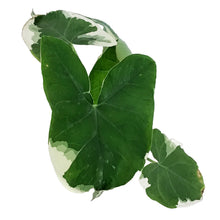 Load image into Gallery viewer, Alocasia, 4in, Mickey Mouse