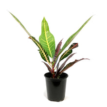Load image into Gallery viewer, Croton, 3.5in, Nervia