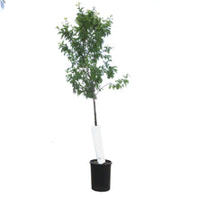 Load image into Gallery viewer, Plum, 5 gal, Brookgold