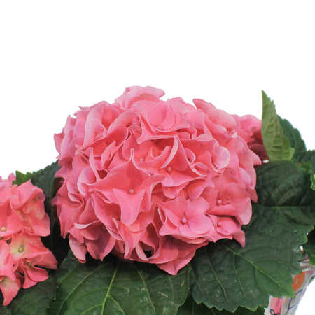 Hydrangea, 6in, HI™ River Pink w/ Easter Pot Cover