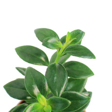Load image into Gallery viewer, Goldfish Plant, 2.5in