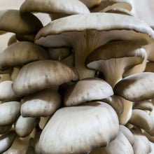 Load image into Gallery viewer, Nature Lion Black Oyster Mushroom Growing Kit