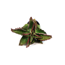 Load image into Gallery viewer, Succulent, 3.5in, Kalanchoe Thrysiflora Flapjacks