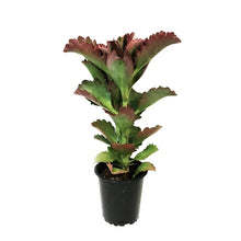 Load image into Gallery viewer, Succulent, 3.5in, Kalanchoe Thrysiflora Flapjacks