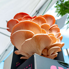 Load image into Gallery viewer, Nature Lion Pink Oyster Mushroom Growing Kit