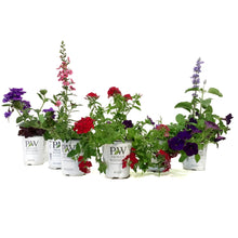 Load image into Gallery viewer, Annual, 1qt, Proven Winners, Assorted