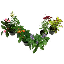 Load image into Gallery viewer, Annual, 5in, Jumbo, Assorted