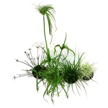 Load image into Gallery viewer, Annual, 1gal, Proven Winners Grass, Assorted