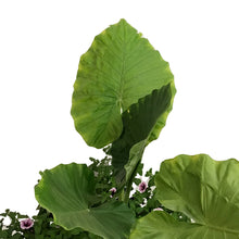 Load image into Gallery viewer, Planter, 24in, Spring Combo, Assorted