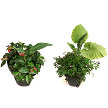 Load image into Gallery viewer, Planter, 24in, Spring Combo, Assorted
