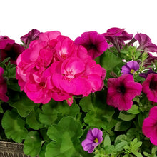 Load image into Gallery viewer, Window Box, 20in, Planter, Assorted