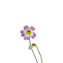 Load image into Gallery viewer, Butterwort, 2.5in, Pinguicula primuliflora