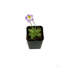Load image into Gallery viewer, Butterwort, 2.5in, Pinguicula primuliflora