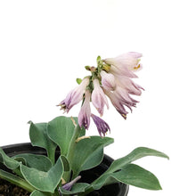 Load image into Gallery viewer, Hosta, 5in, Blue Mouse Ears Miniature