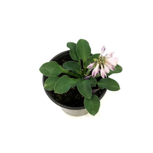 Load image into Gallery viewer, Hosta, 5in, Blue Mouse Ears Miniature