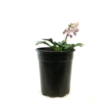 Load image into Gallery viewer, Hosta, 5in, Blue Mouse Ears Miniature