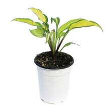 Load image into Gallery viewer, Hosta, 5in, Dwarf Curly Fries
