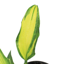 Load image into Gallery viewer, Hosta, 5in, Dwarf Curly Fries
