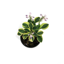 Load image into Gallery viewer, Hosta, 5in, Frosted Mouse Ears