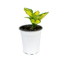 Load image into Gallery viewer, Hosta, 5in, Rainforest Sunrise