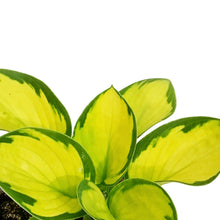 Load image into Gallery viewer, Hosta, 5in, Rainforest Sunrise