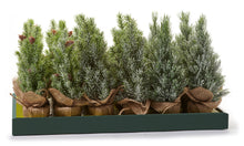 Load image into Gallery viewer, Mini Potted Faux Pine Tree with Burlap Wrapping
