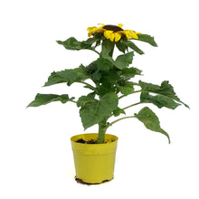 Load image into Gallery viewer, Planter, 5.5in, Sunflower, Assorted