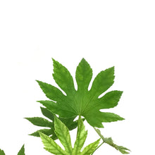Load image into Gallery viewer, Fatsia, 4in, Japonica Spider Web Aralia