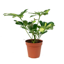 Load image into Gallery viewer, Schefflera, 4in, Arboricola Gold Capella
