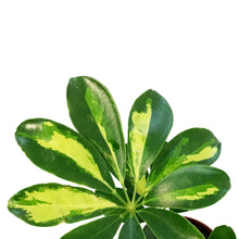 Load image into Gallery viewer, Schefflera, 4in, Arboricola Gold Capella
