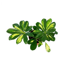 Load image into Gallery viewer, Schefflera, 4in, Arboricola Gold Capella