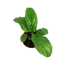 Load image into Gallery viewer, Tacca Chantieri, 6in, Black Bat Plant