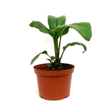 Load image into Gallery viewer, Tacca Chantieri, 6in, Black Bat Plant