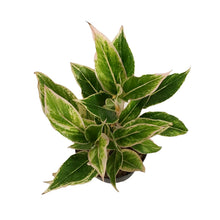 Load image into Gallery viewer, Aglaonema, 6in, Siam Pink