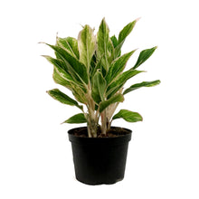 Load image into Gallery viewer, Aglaonema, 6in, Siam Pink