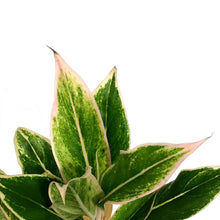 Load image into Gallery viewer, Aglaonema, 6in, Siam Pink