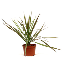 Load image into Gallery viewer, Dracaena, 6in, Marginata Bicolor Tips