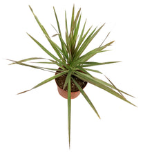 Load image into Gallery viewer, Dracaena, 6in, Marginata Bicolor Tips