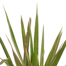 Load image into Gallery viewer, Dracaena, 6in, Marginata Bicolor Tips