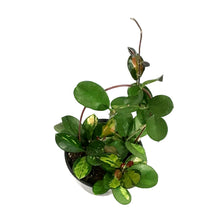 Load image into Gallery viewer, Hoya, 6in, Australis Lisa in a Hoop