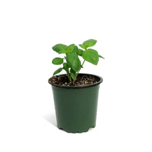 Load image into Gallery viewer, Herb, 4in, Basil, Super Sweet Genovese