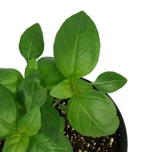 Load image into Gallery viewer, Herb, 4in, Basil, Super Sweet Genovese